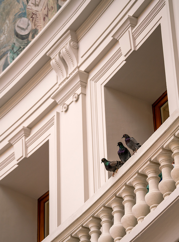 진짜 비둘기처럼 보이는 이 비둘기들은 마우리지오 카탈란의 작품이다. 유머러스한 카탈란의 특성이 고스란히 배어 있다.