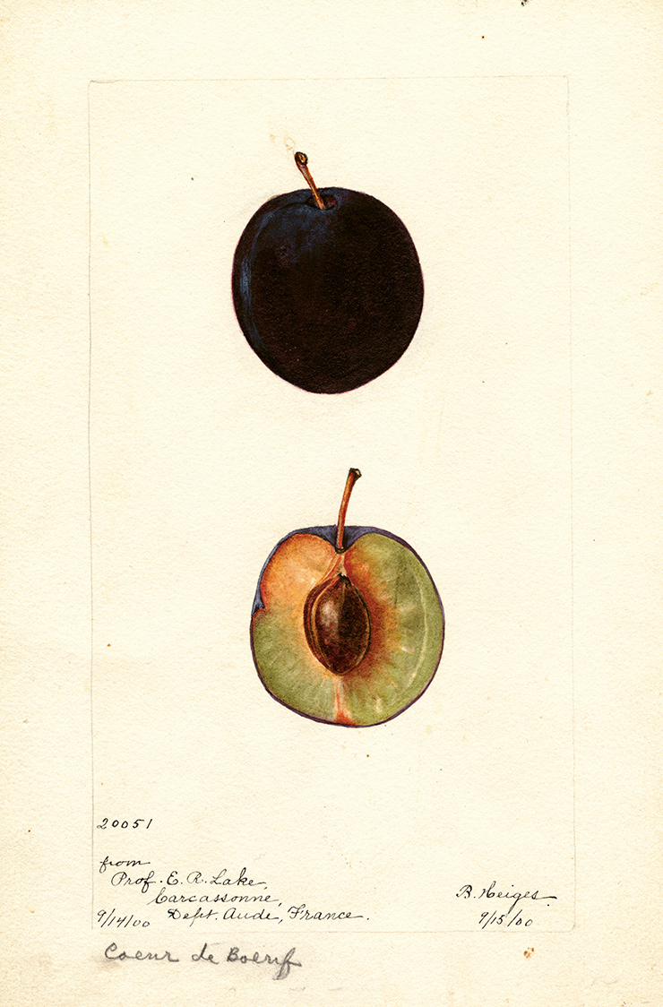 Plum, Coeur de Boeuf B. Heiges, 1900.