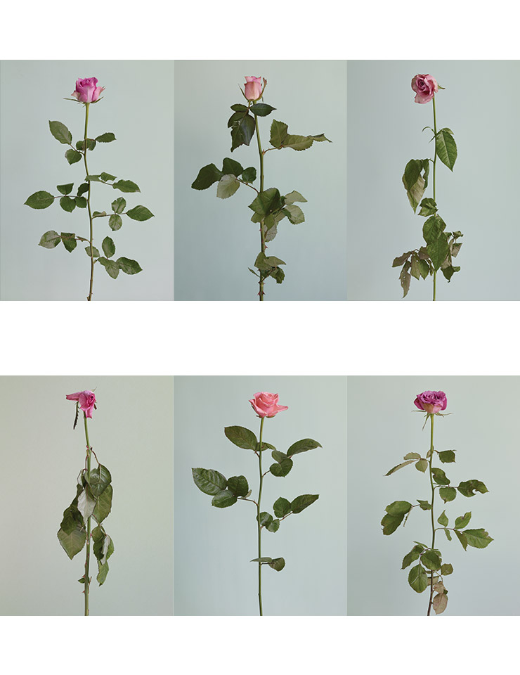 〈Untitled #07~#12 from the series Rose is a rose is a rose〉, 2016, Archival pigment print, 78x108cm.