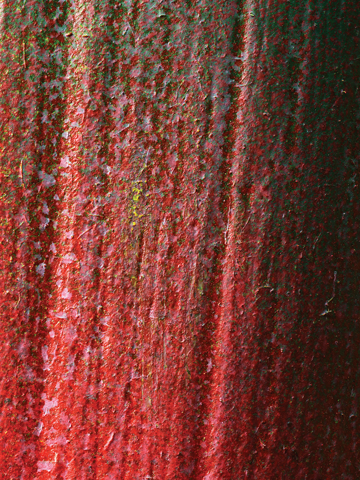 Kyoungtae Kim, 〈Bumping Surfaces-Strelitzia C〉, 2021, Archival pigment print, 200x150cm.