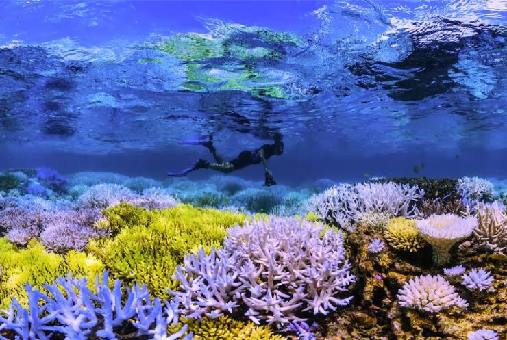 사진 넷플릭스 〈산호초를 따라서〉