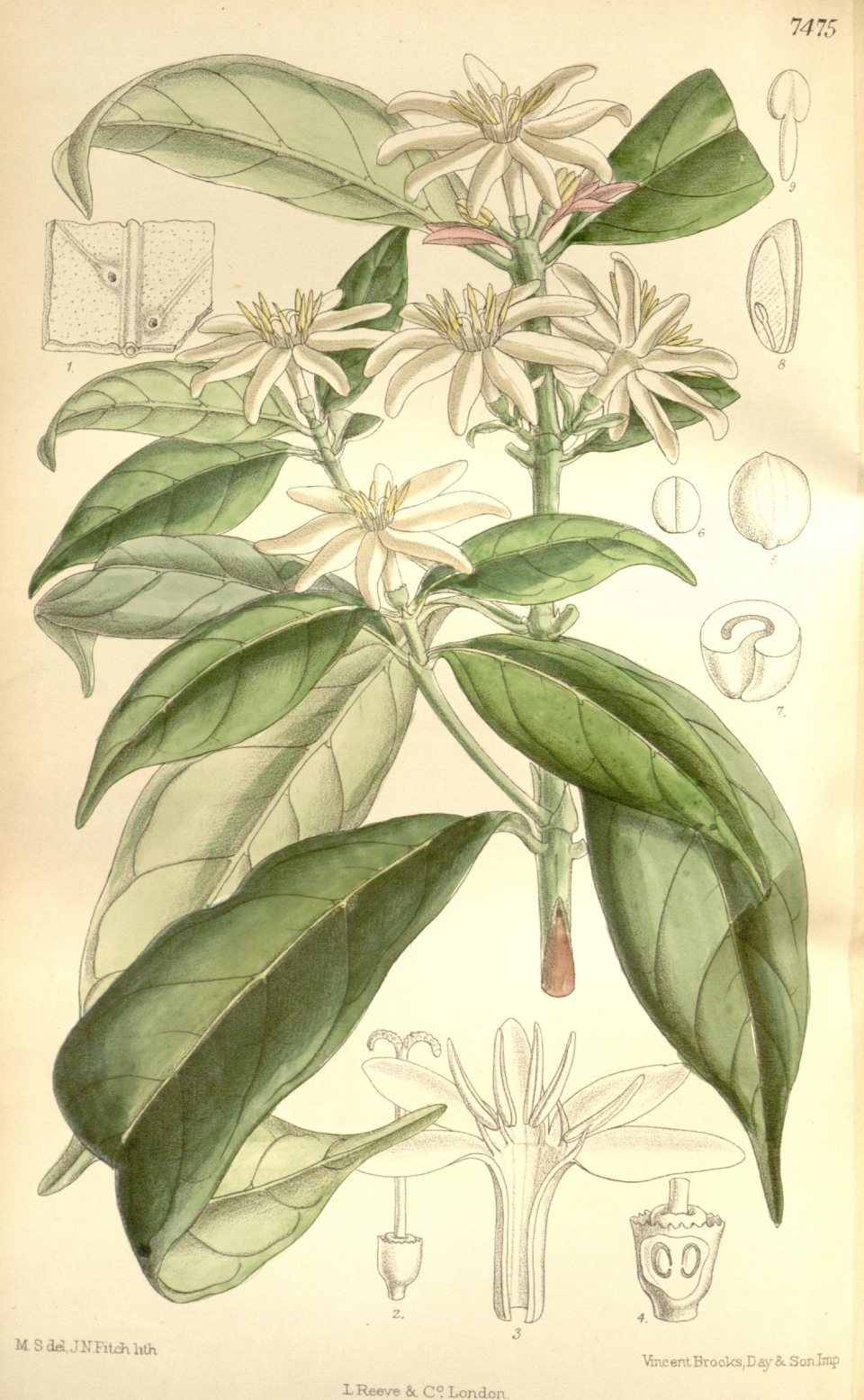  시에라리온고분지커피나무 (사진 Biodiversity Heritage Library, Curtis's botanical magazine) / 뉴스펭귄 