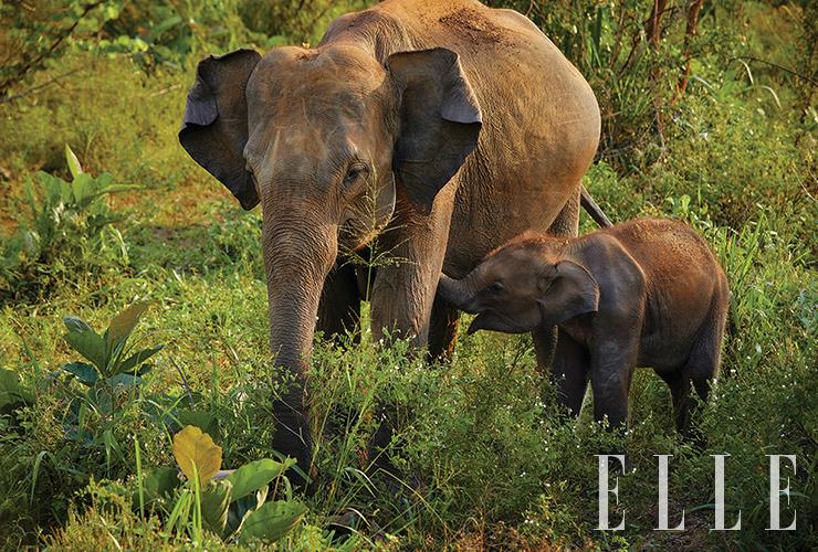 상아가 없는 수컷 코끼리를 스리랑카 코끼리, 암컷 코끼리는 케네라라고 부른다. 엄마와 아기 코끼리의 행복한 시간.