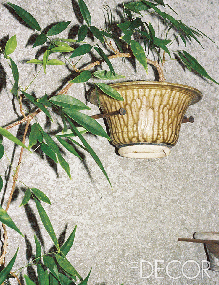 쇼룸 입구 벽면에 달려 있는 남다른 존재감의 식물은 밀레티아자포니카 삿수마.