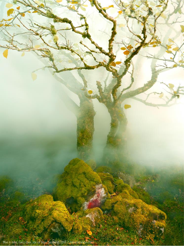 ALBERT WATSON, Tree in Mist, Fairy Glen, Isle of Skye, Scotland, 2013