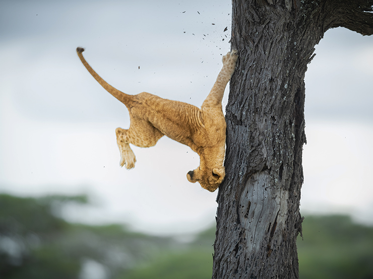 웃긴 야생동물 사진대회’ 1등 수상 사진. 아기 사자가 나무 위에서 발을 헛디뎌 우스꽝스럽게 떨어지는 모습이다. ‘Not So Cat-Like Reflexes’.