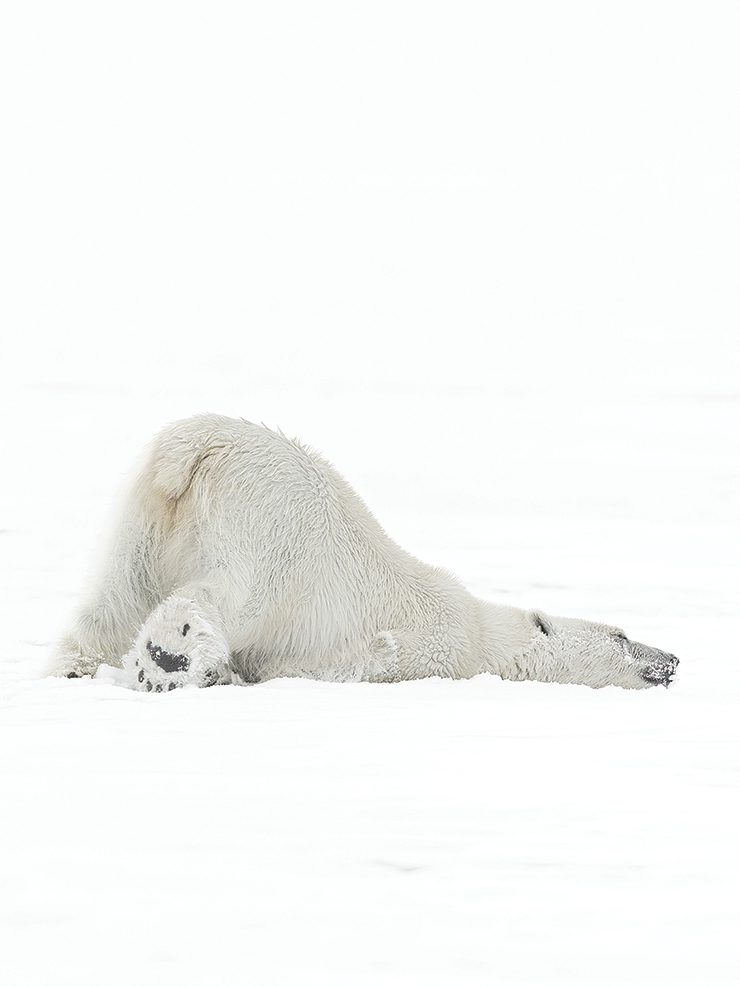 지쳐 쓰러진 듯 축 처진 몸을 뉘고 있는 북극곰. ‘Too Tired’.