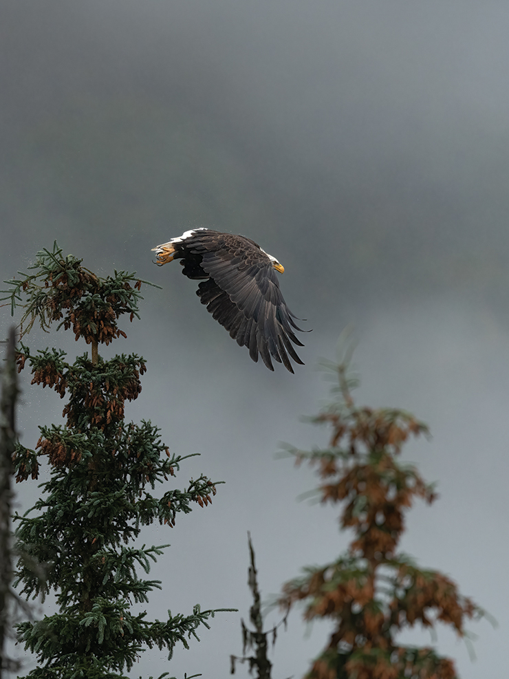 대머리독수리가 날아가는 찰나의 순간, 키 큰 나무 배경 덕분에 사진이 웅장해졌다. ‘Stormy Flight’.